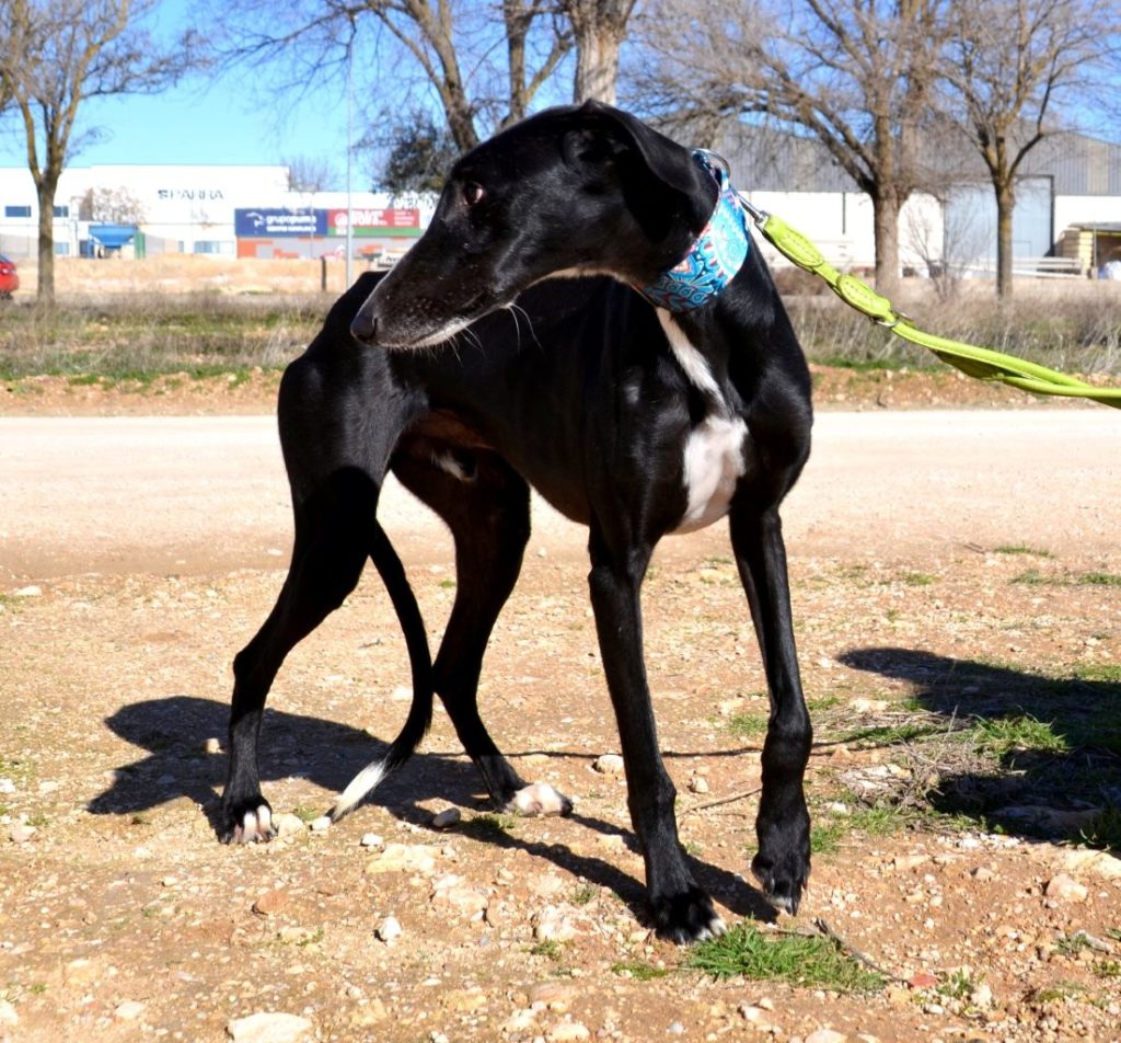 Photo de MONTE, un lévrier en attente d adoption