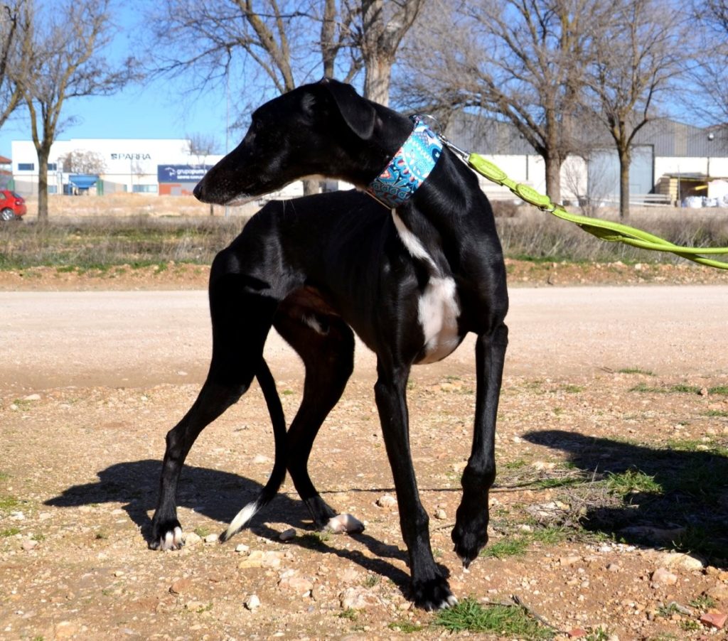 Photo de MONTE, un lévrier en attente d adoption