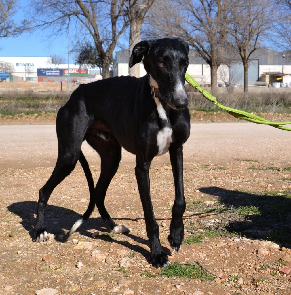 Photo de MONTE, un lévrier en attente d adoption
