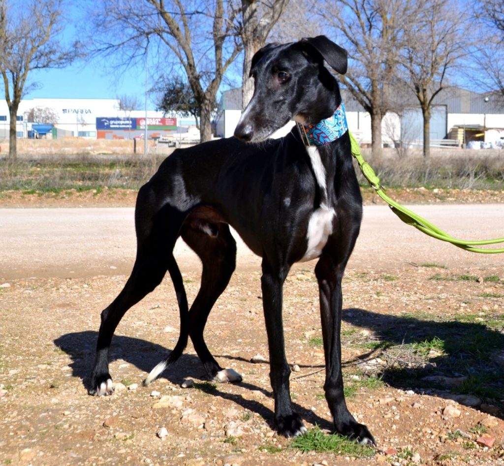 Photo de MONTE, un lévrier en attente d adoption