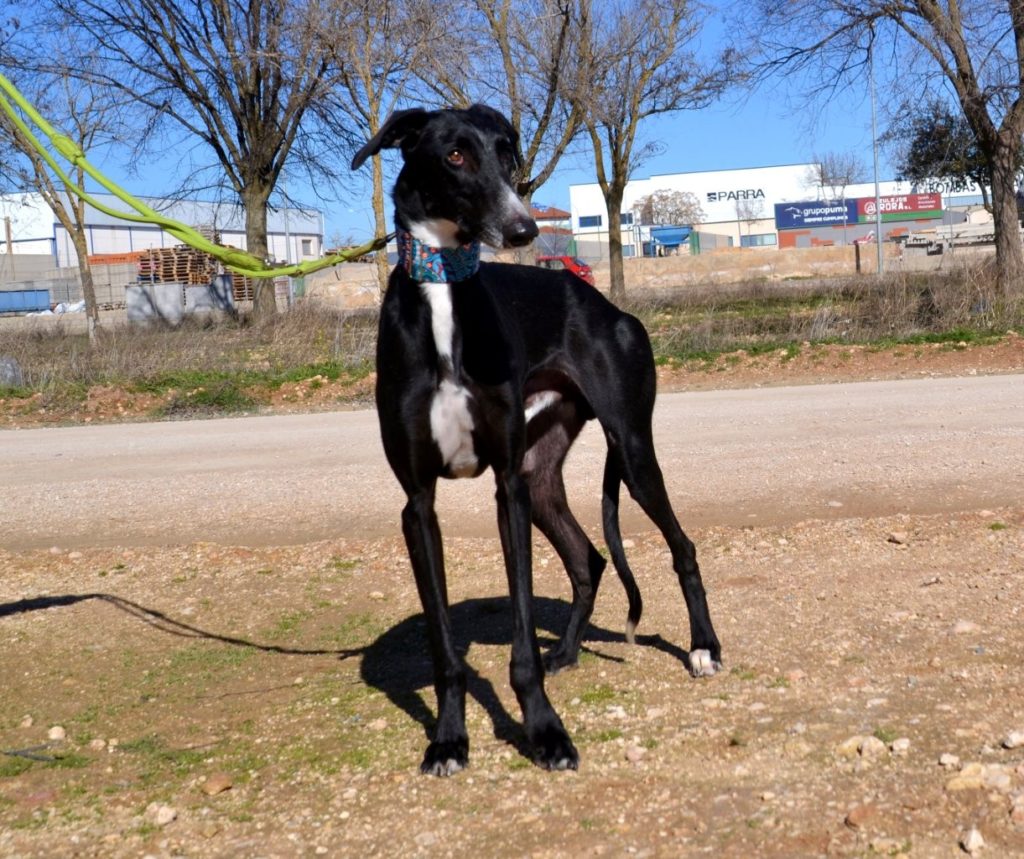 Photo de MONTE, un lévrier en attente d adoption