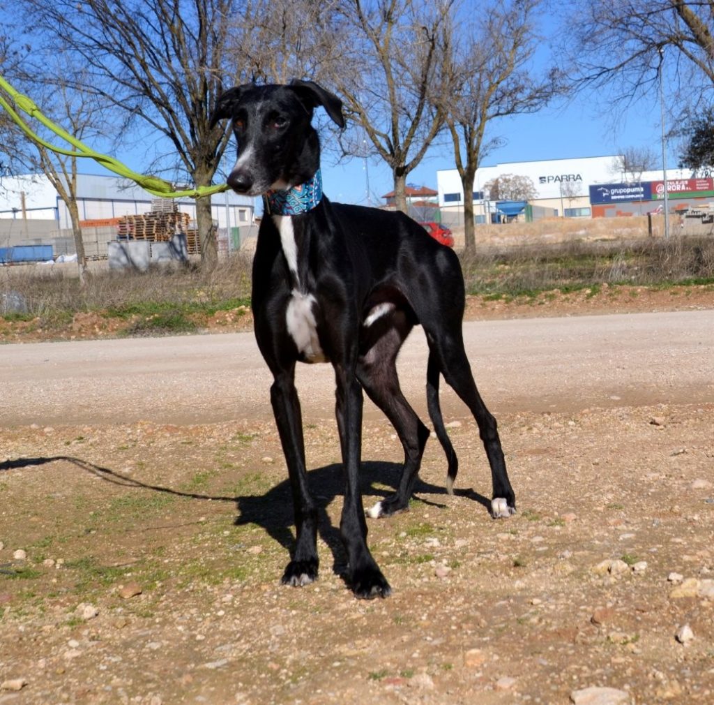 Photo de MONTE, un lévrier en attente d adoption