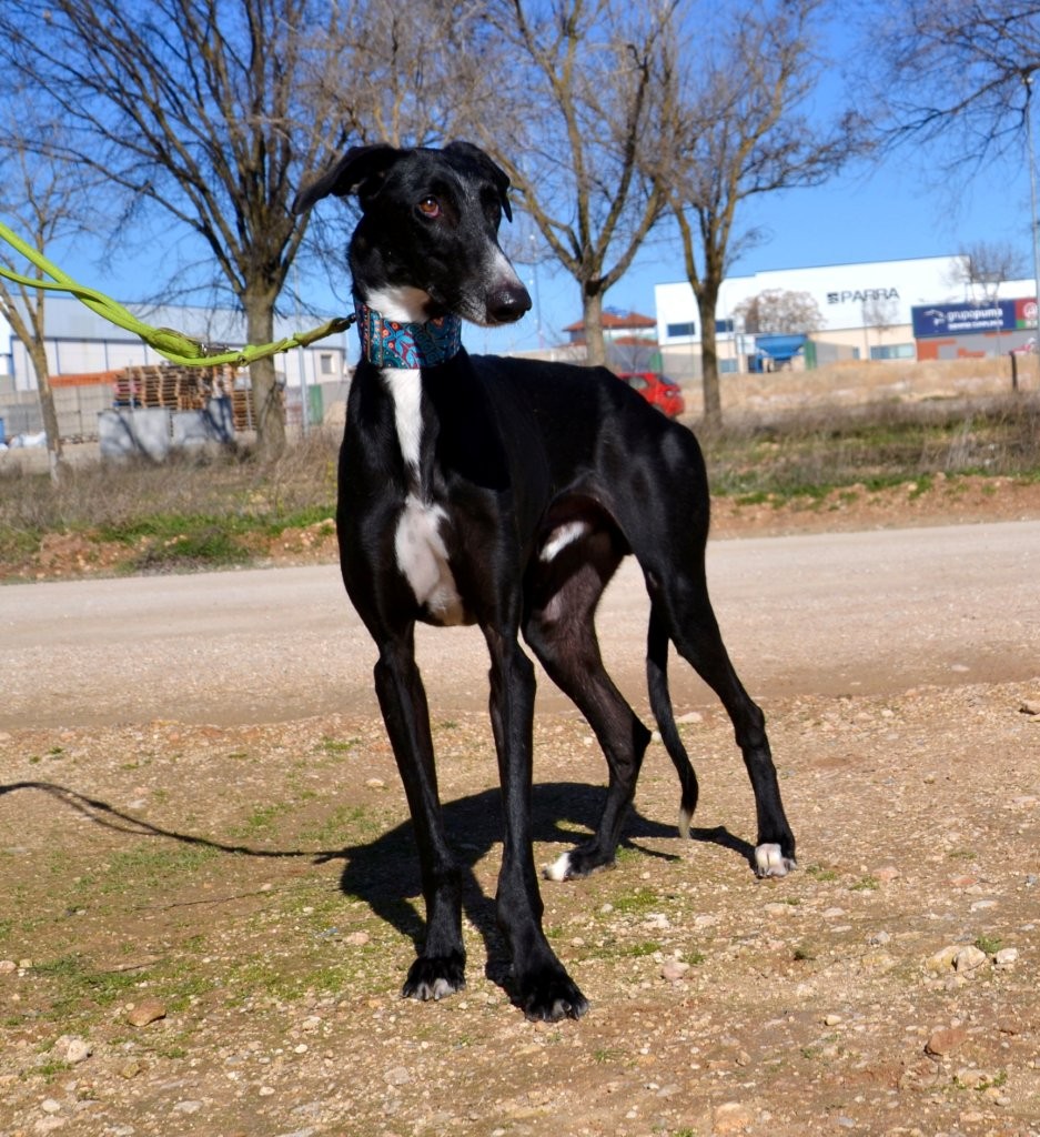 Photo de MONTE, un lévrier en attente d adoption