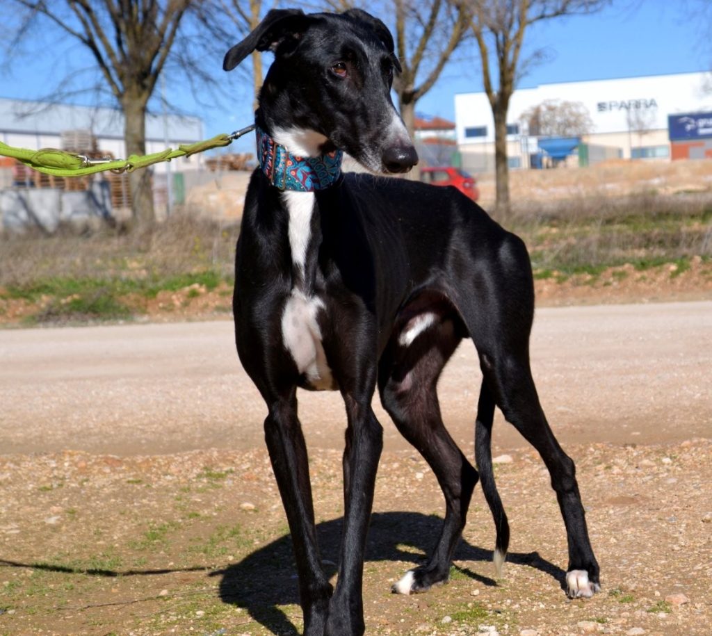 Photo de MONTE, un lévrier en attente d adoption