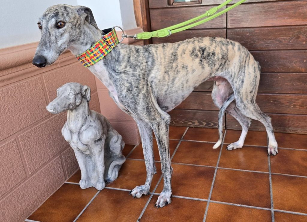 Photo de NEMO, un lévrier en attente d adoption