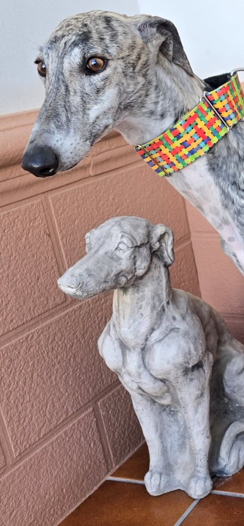 Photo de NEMO, un lévrier en attente d adoption