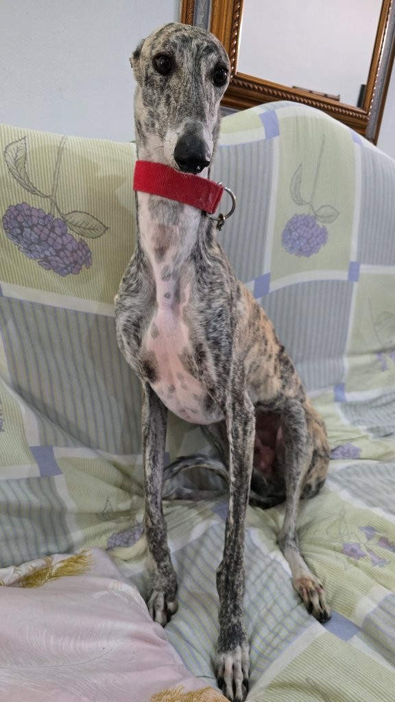 Photo de NEMO, un lévrier en attente d adoption