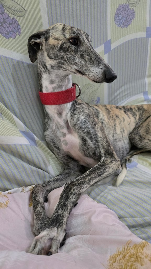 Photo de NEMO, un lévrier en attente d adoption