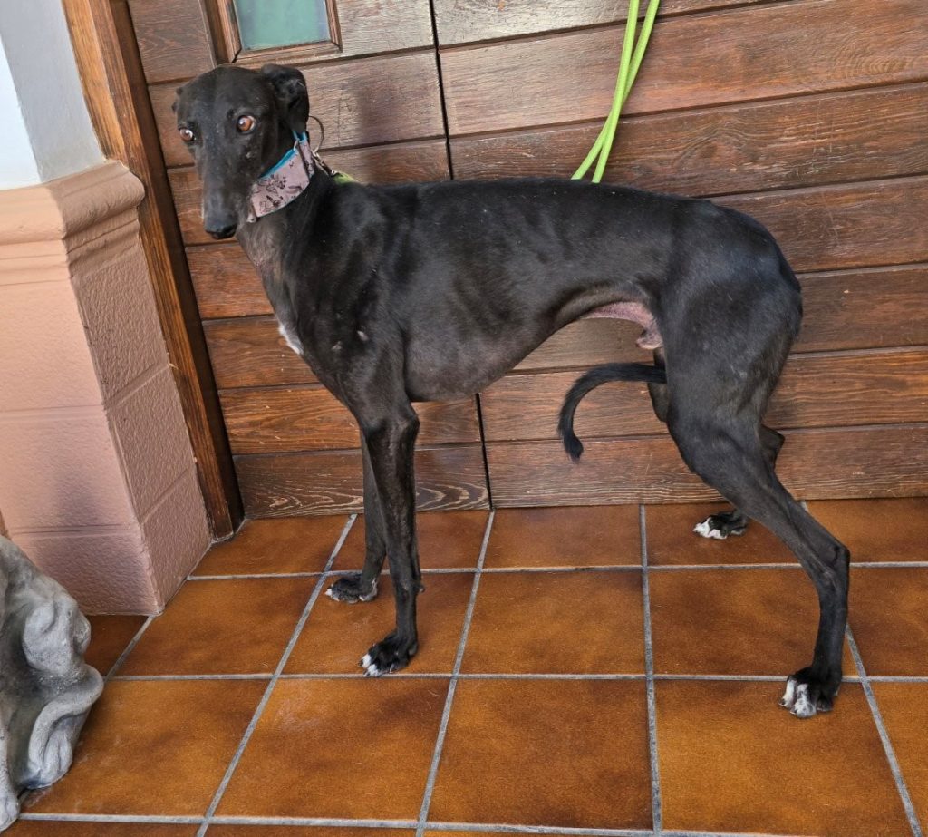 Photo de PITU, un lévrier en attente d adoption