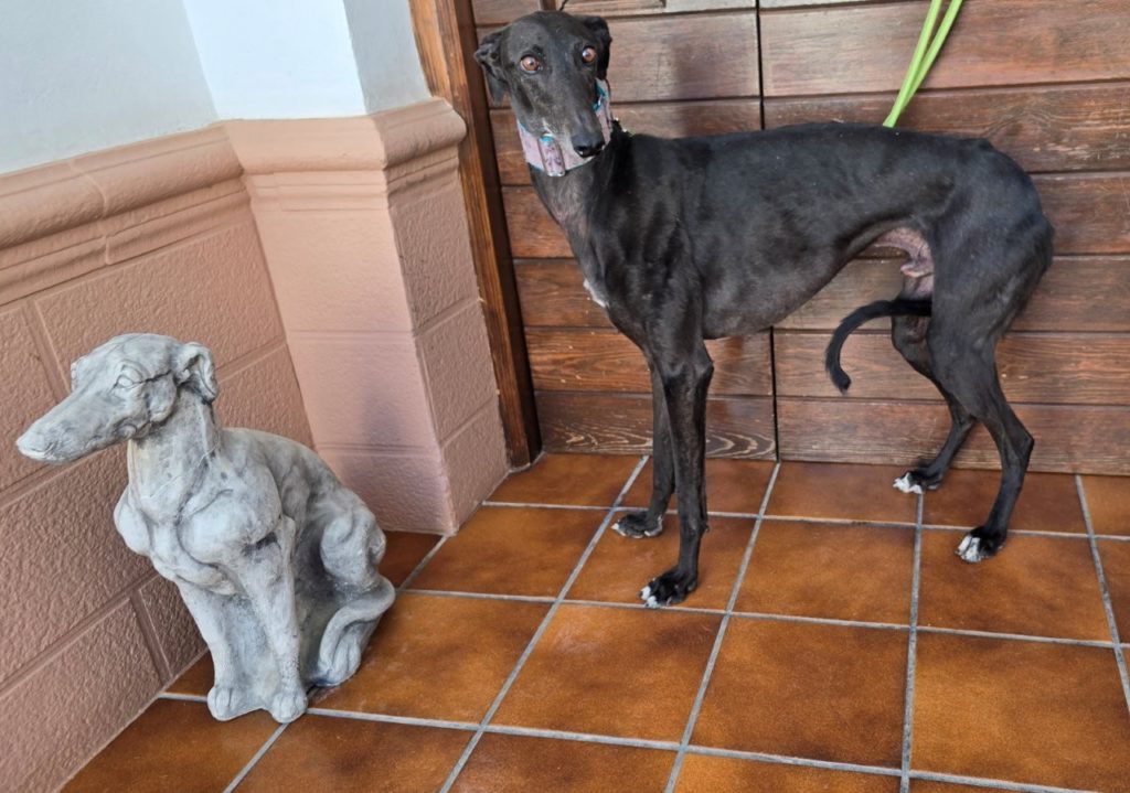 Photo de PITU, un lévrier en attente d adoption