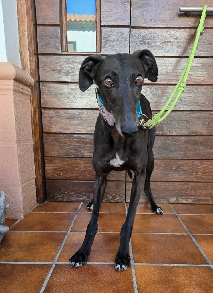 Photo de PITU, un lévrier en attente d adoption