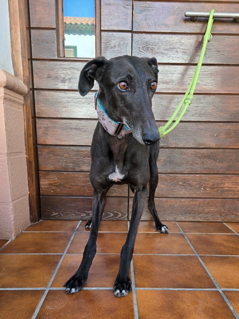 Photo de PITU, un lévrier en attente d adoption