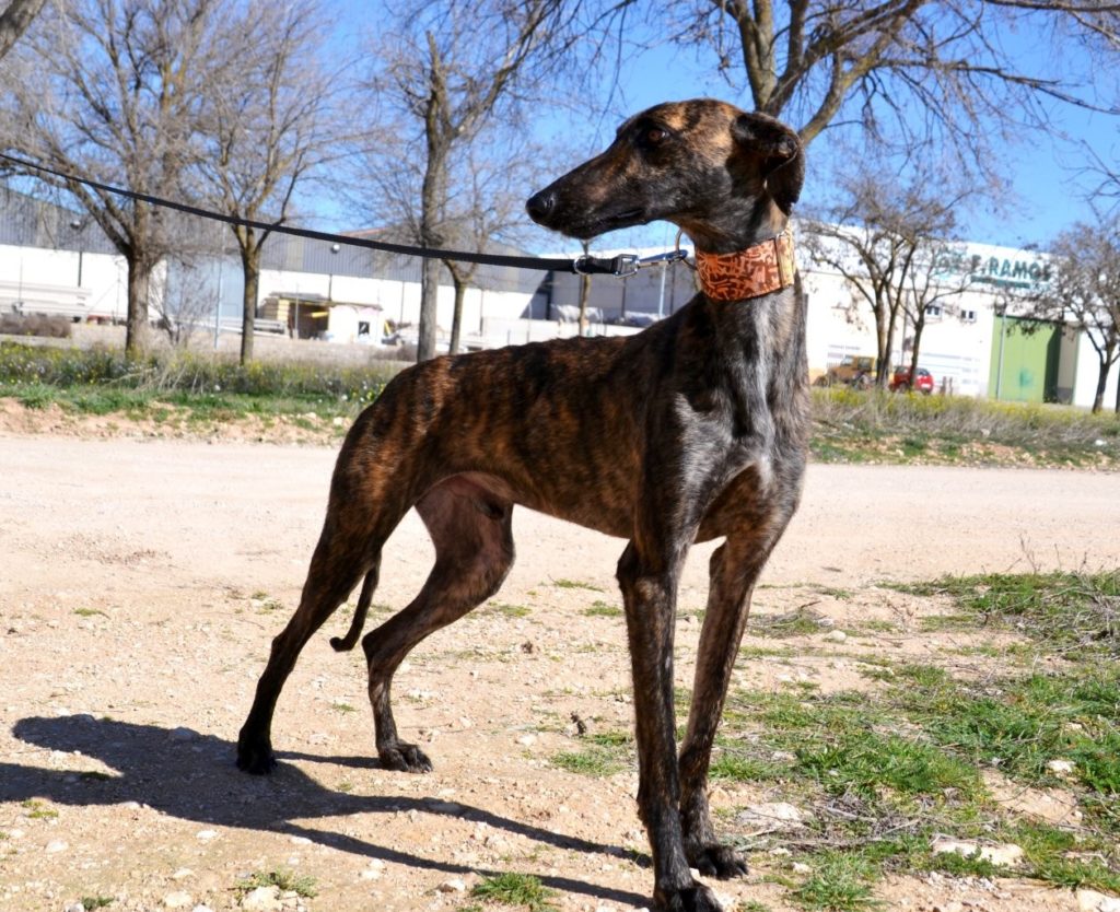 Photo de TOMILLO, un lévrier en attente d adoption