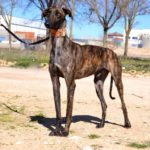 Photo de TOMILLO, un lévrier à adopté