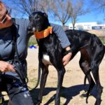 Photo de BRIANA, un lévrier à adopté