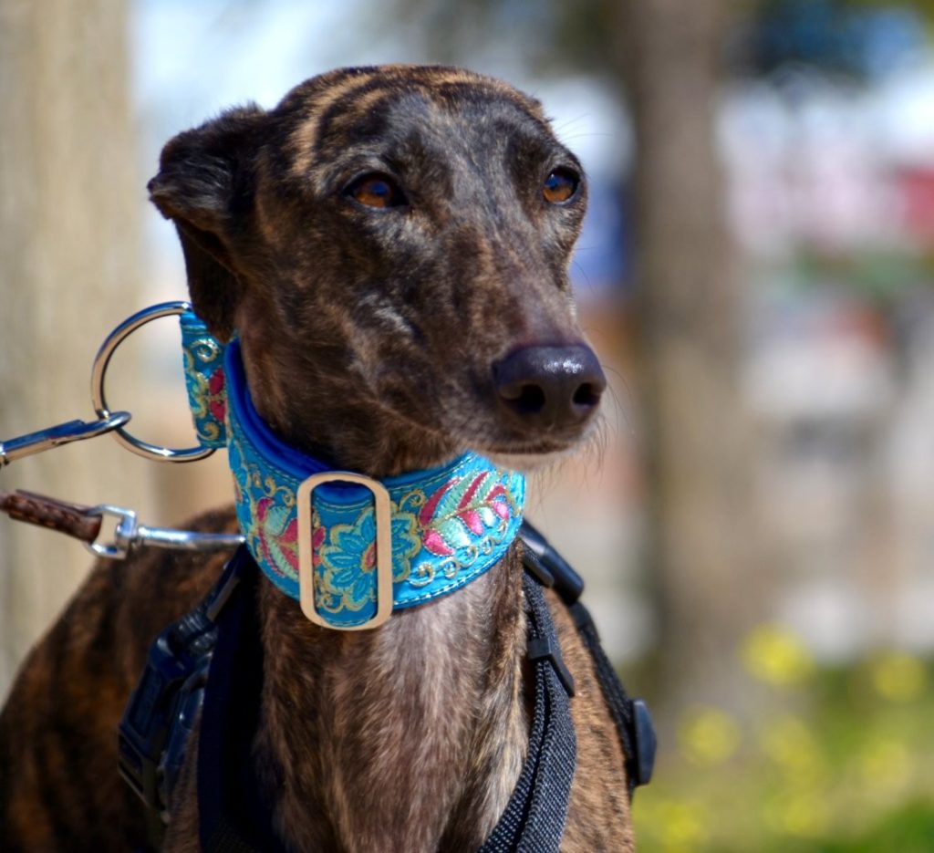 Photo de CANDY, un lévrier en attente d adoption