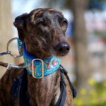 Photo de CANDY, un lévrier à adopté