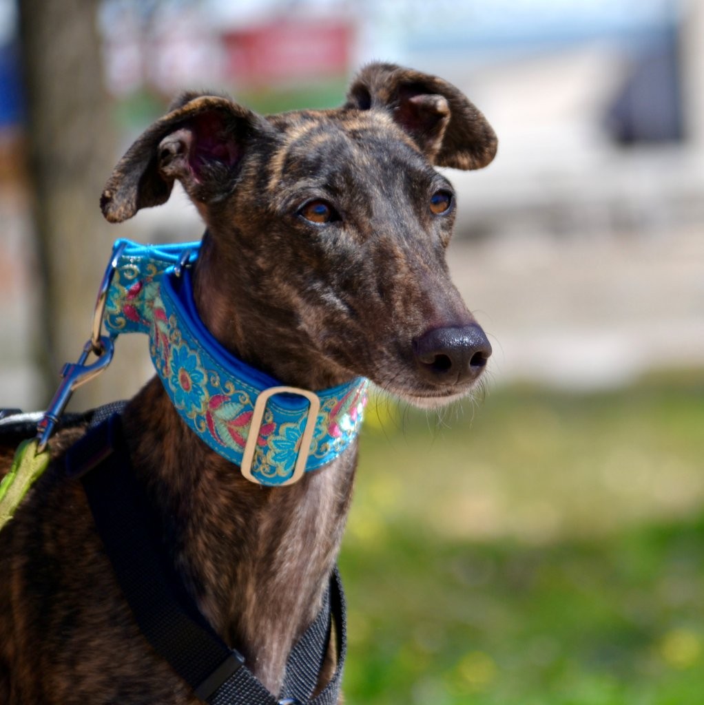 Photo de CANDY, un lévrier en attente d adoption