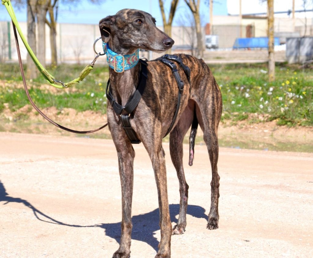 Photo de CANDY, un lévrier en attente d adoption