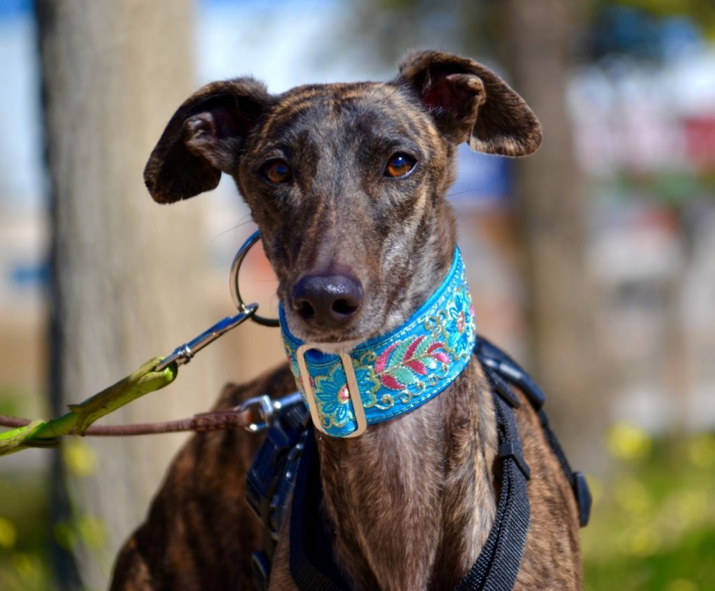 Photo de CANDY, un lévrier en attente d adoption