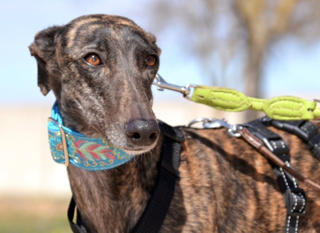 Photo de CANDY, un lévrier en attente d adoption