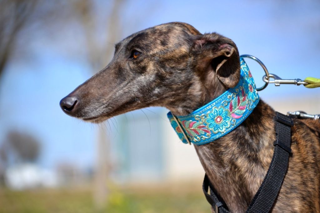 Photo de CANDY, un lévrier en attente d adoption