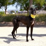 Photo de DUA, un lévrier à adopté