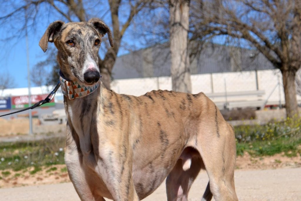 Photo de FRAN, un lévrier en attente d adoption