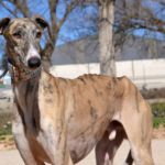 Photo de FRAN, un lévrier à adopté