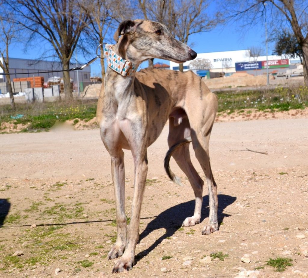 Photo de FRAN, un lévrier en attente d adoption