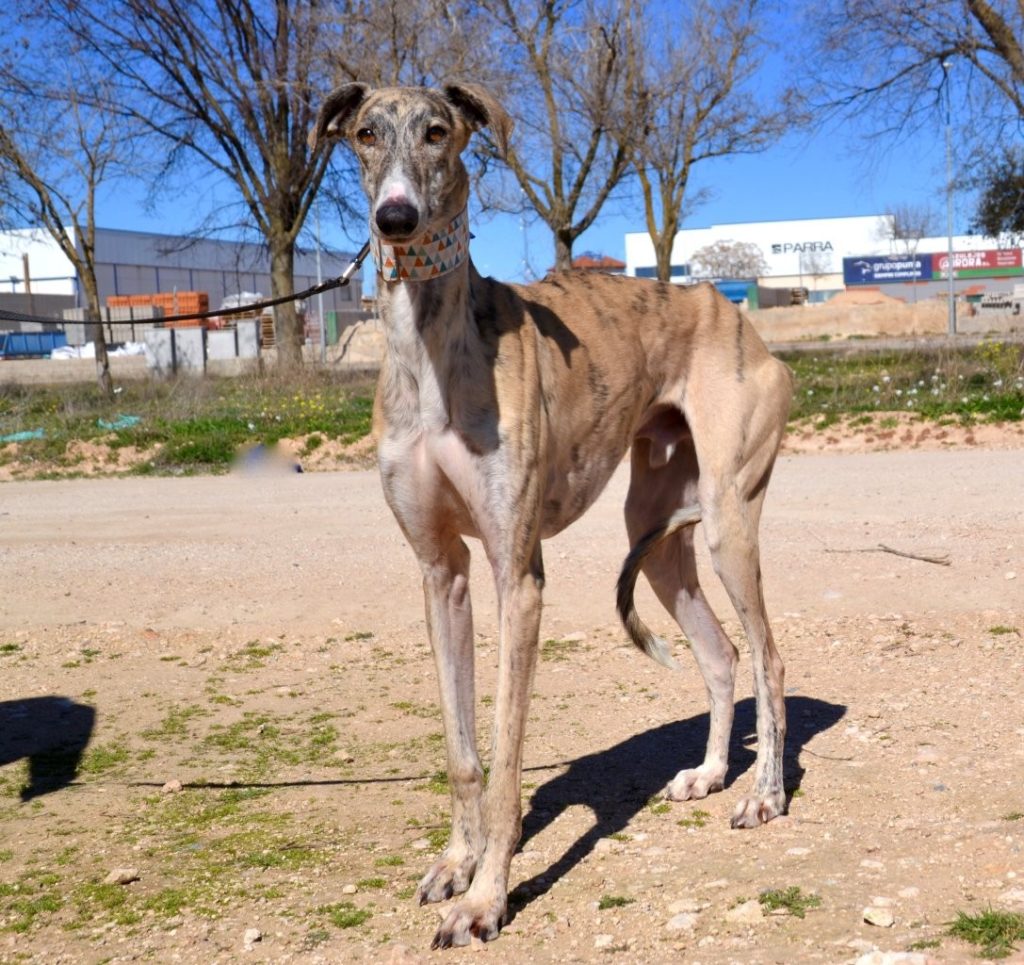 Photo de FRAN, un lévrier en attente d adoption