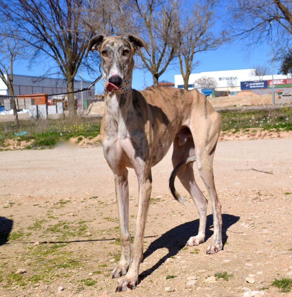 Photo de FRAN, un lévrier en attente d adoption