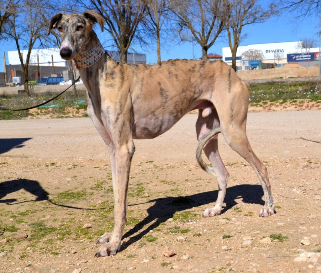 Photo de FRAN, un lévrier en attente d adoption