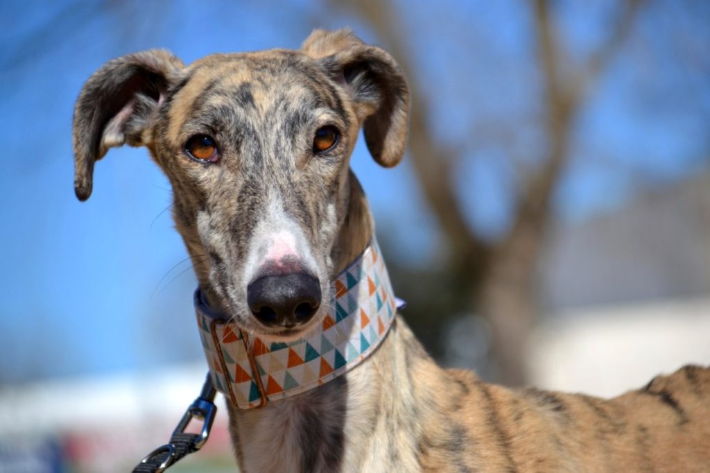 Photo de FRAN, un lévrier en attente d adoption