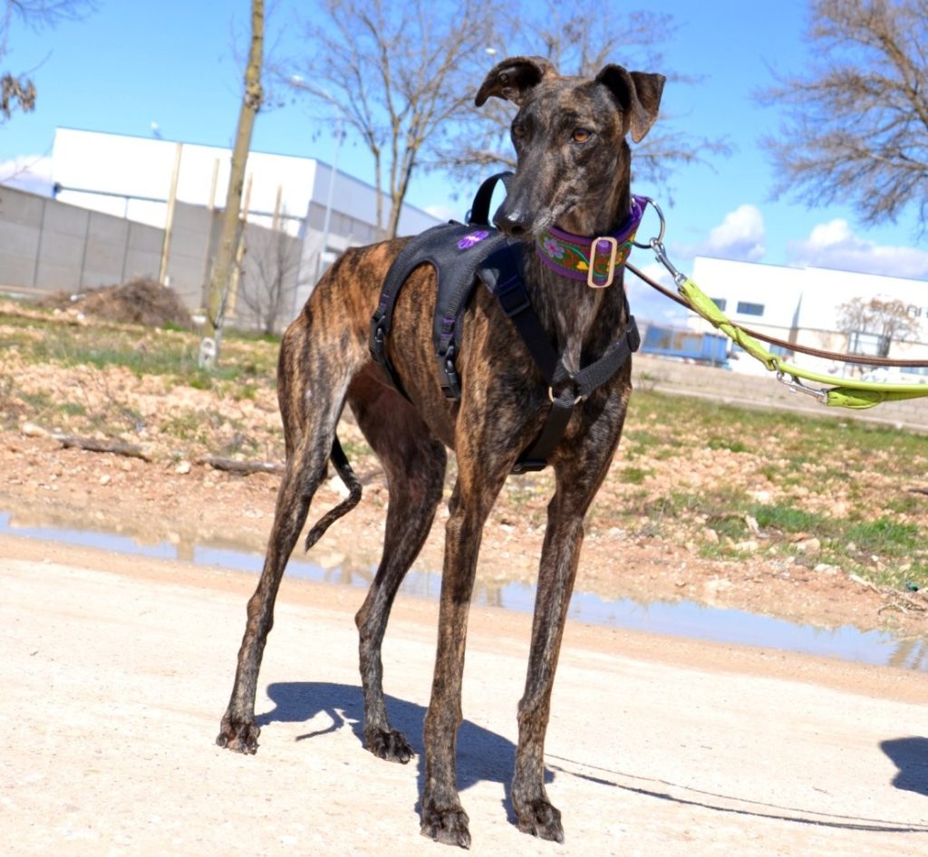 Photo de HERA, un lévrier en attente d adoption