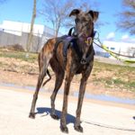 Photo de HERA, un lévrier à adopté