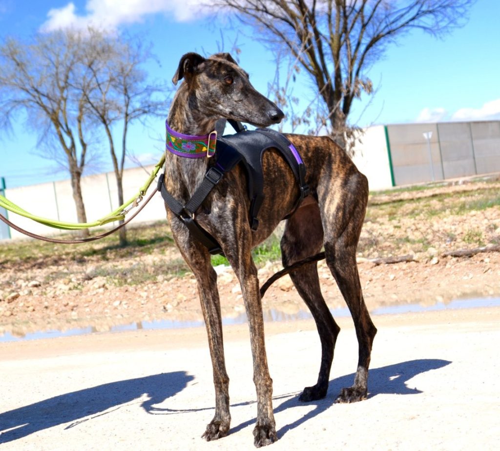 Photo de HERA, un lévrier en attente d adoption