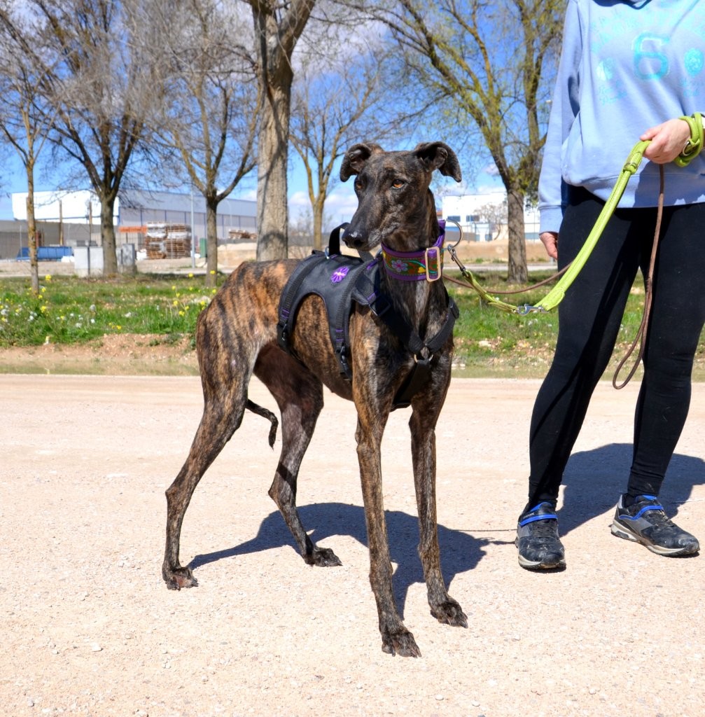 Photo de HERA, un lévrier en attente d adoption