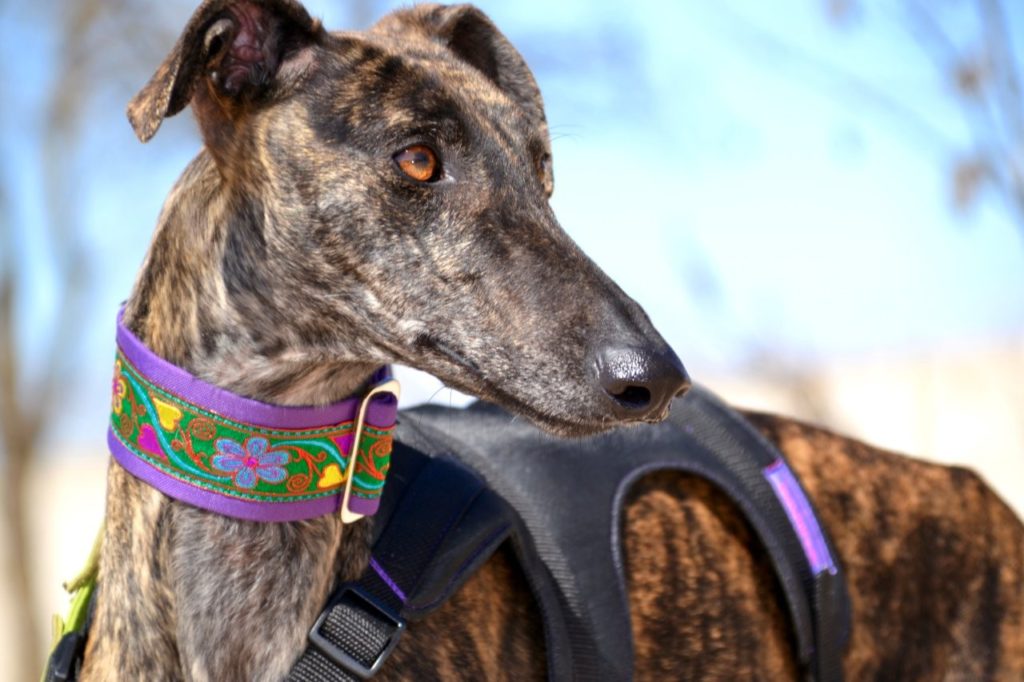 Photo de HERA, un lévrier en attente d adoption
