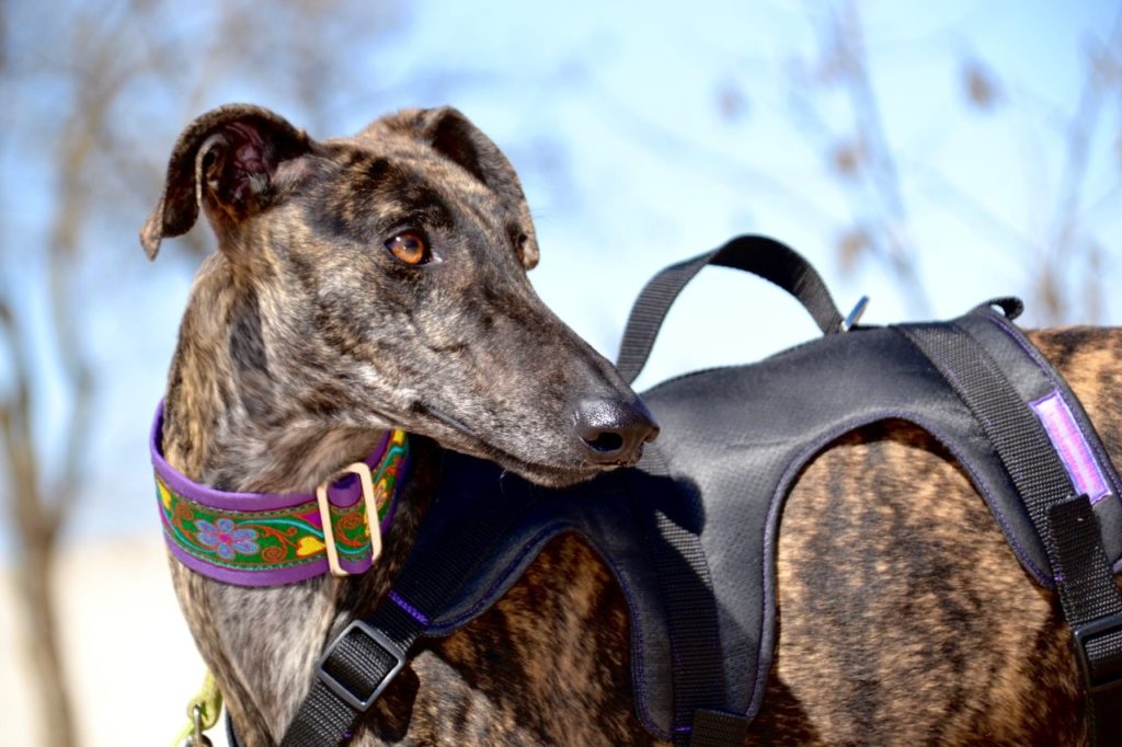 Photo de HERA, un lévrier en attente d adoption