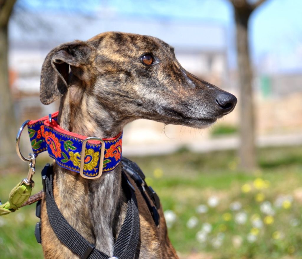 Photo de JAIME, un lévrier en attente d adoption