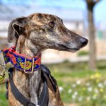 Photo de JAIME, un lévrier à adopté