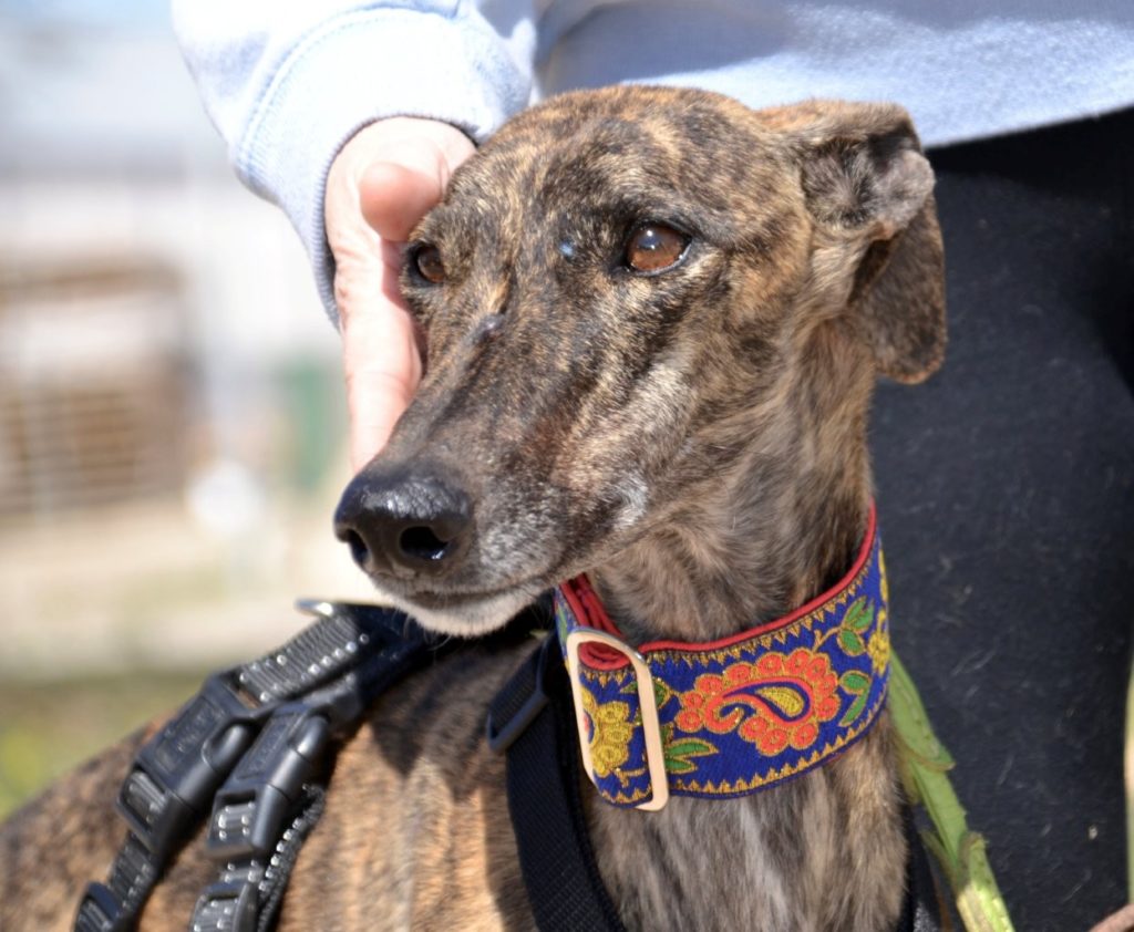 Photo de JAIME, un lévrier en attente d adoption