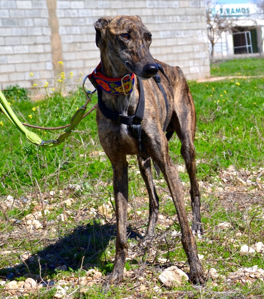 Photo de JAIME, un lévrier en attente d adoption