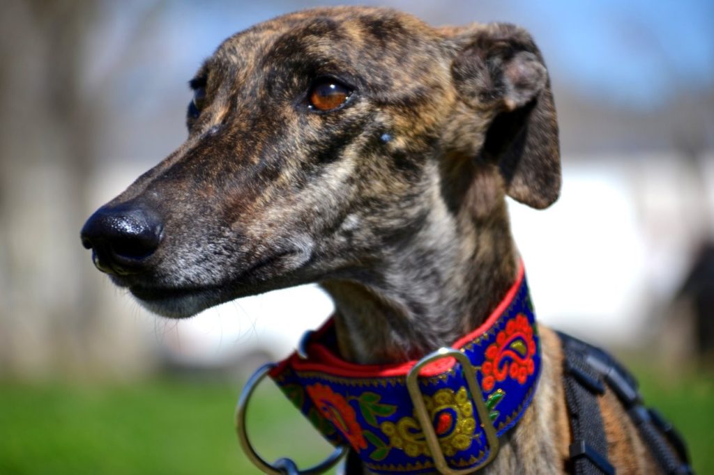 Photo de JAIME, un lévrier en attente d adoption