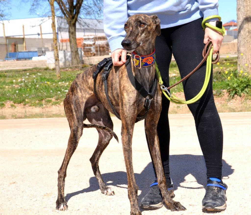Photo de JAIME, un lévrier en attente d adoption