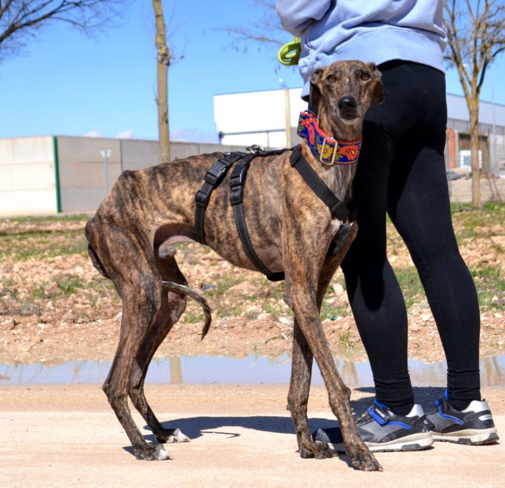Photo de JAIME, un lévrier en attente d adoption