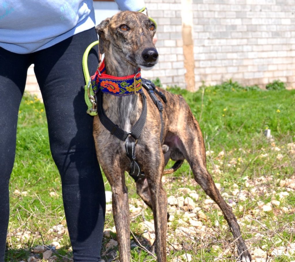 Photo de JAIME, un lévrier en attente d adoption
