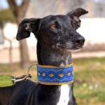 Photo de KANA, un lévrier à adopté