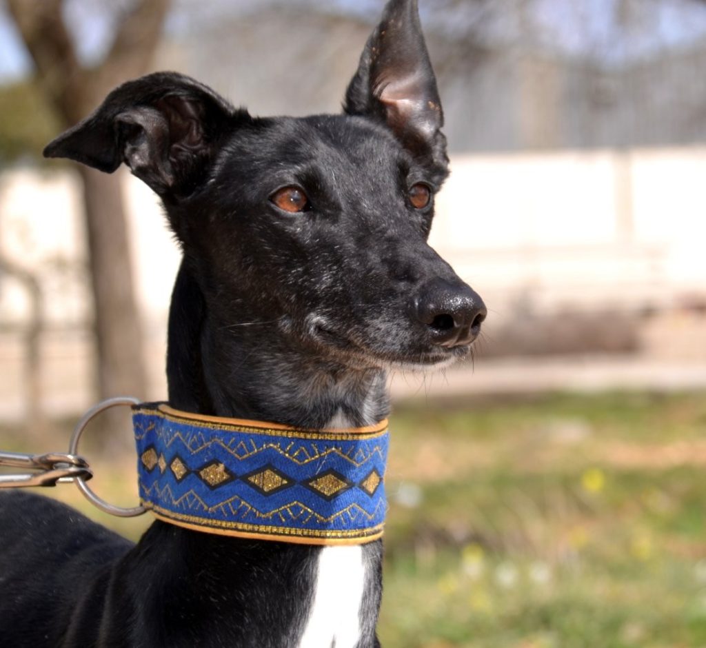 Photo de KANA, un lévrier en attente d adoption